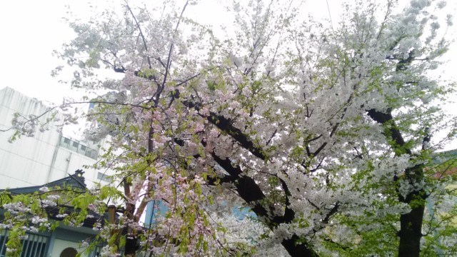 興徳寺さんの満開の桜