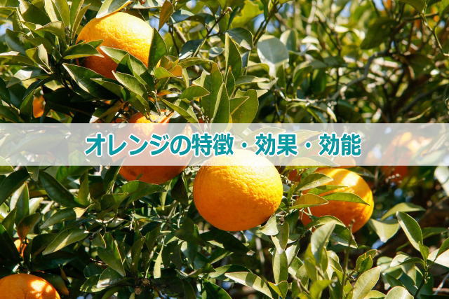 オレンジの特徴・効果・効能