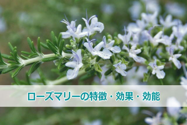 ローズマリーの特徴・効果・効能